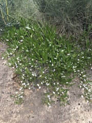 Scaevola repens