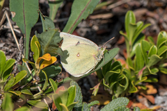 Colias christina