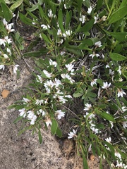 Scaevola repens