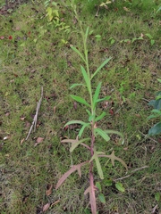 Lactuca indica