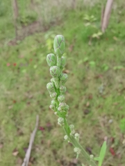 Lactuca indica