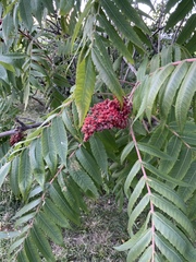 Rhus typhina