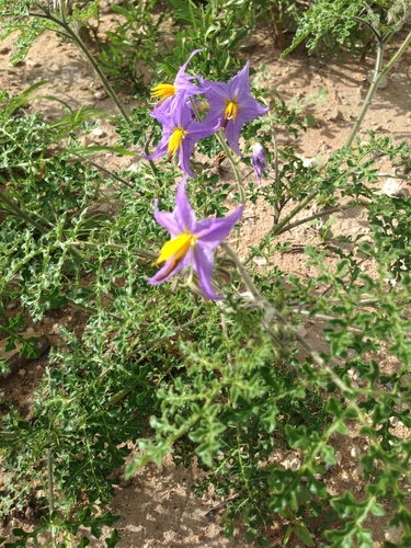 Image of Solanum citrullifolium by (c) Oscar C. González Martínez, some rights reserved (CC BY-SA)