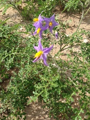 Solanum citrullifolium