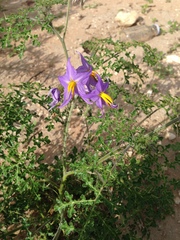 Solanum citrullifolium