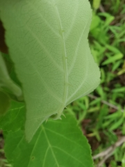 Rubus corchorifolius