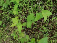 Rubus corchorifolius