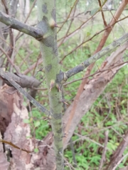 Rubus corchorifolius