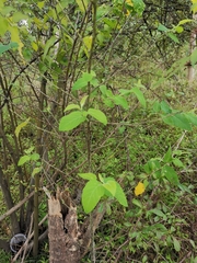 Rubus corchorifolius