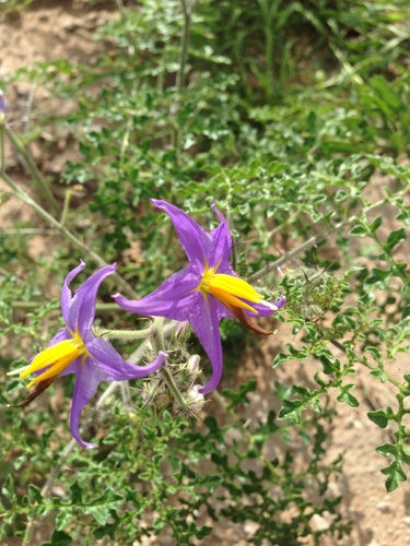 Image of Solanum citrullifolium by (c) Oscar C. González Martínez, some rights reserved (CC BY-SA)