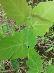 Rubus corchorifolius