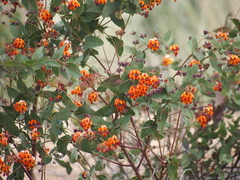Daviesia cordata