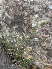 Ornithogalum juncifolium