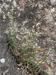 Ornithogalum juncifolium