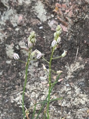 Ornithogalum juncifolium