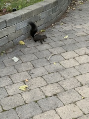 Sciurus carolinensis