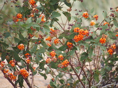 Daviesia cordata