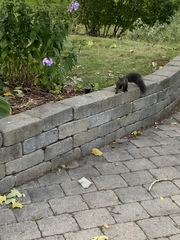 Sciurus carolinensis