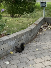 Sciurus carolinensis