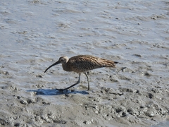 Numenius madagascariensis