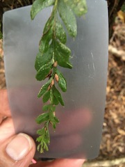Tmesipteris obliqua