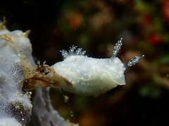 Chromodoris kalawakan