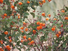 Daviesia cordata