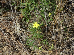 Haplophyton crooksii