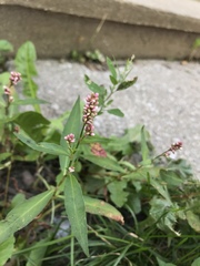 Persicaria