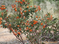 Daviesia cordata
