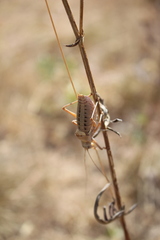 Ephippiger terrestris