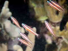Doublebar Goby photo 4