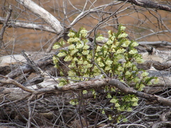 Pimelea lehmanniana