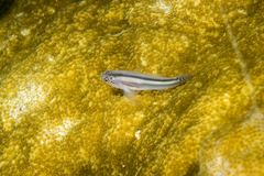Head and Tailspotted Coralgoby photo 3