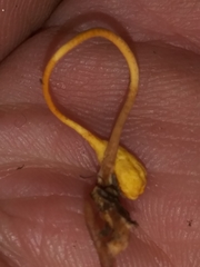 Ophiocordyceps sphecocephala