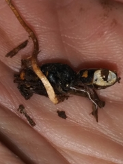Ophiocordyceps sphecocephala
