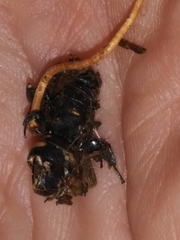 Ophiocordyceps sphecocephala