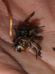 Ophiocordyceps sphecocephala