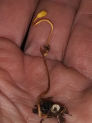 Ophiocordyceps sphecocephala