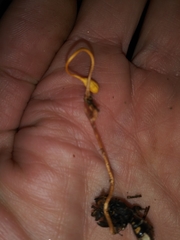 Ophiocordyceps sphecocephala