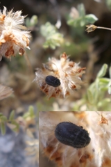Odontoscelis lineola