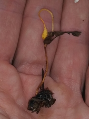 Ophiocordyceps sphecocephala