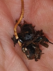 Ophiocordyceps sphecocephala