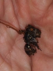 Ophiocordyceps sphecocephala