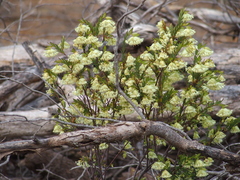 Pimelea lehmanniana