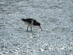 Haematopus ostralegus