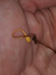 Ophiocordyceps sphecocephala