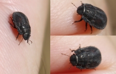 Odontoscelis lineola