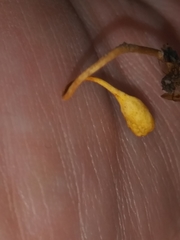 Ophiocordyceps sphecocephala