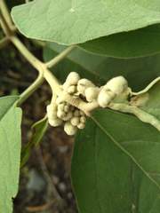 Solanum erianthum